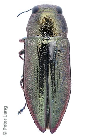 Melobasis occidentalis, PL0136, from Acacia pycnantha, SL, 8.3 × 3.1 mm